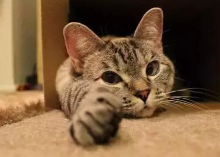 蓝猫黑下巴治疗方法,猫咪黑下巴和口腔健康