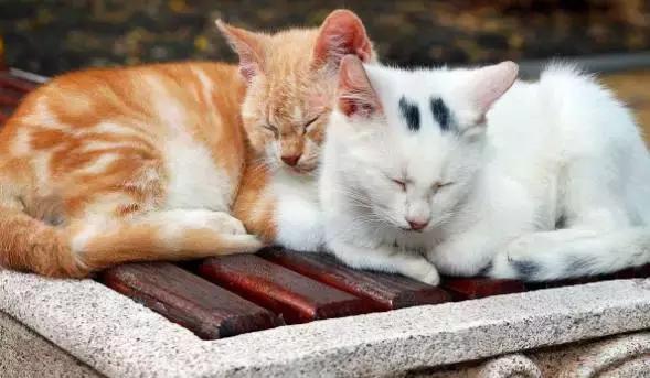 蓝猫黑下巴治疗方法,猫咪黑下巴和口腔健康