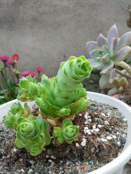 多肉徒长却更好看,多肉徒长更好看