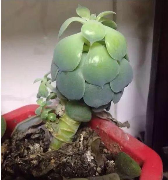 多肉徒长却更好看,多肉徒长更好看