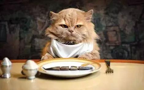 蓝猫黑下巴治疗方法,猫咪黑下巴和口腔健康