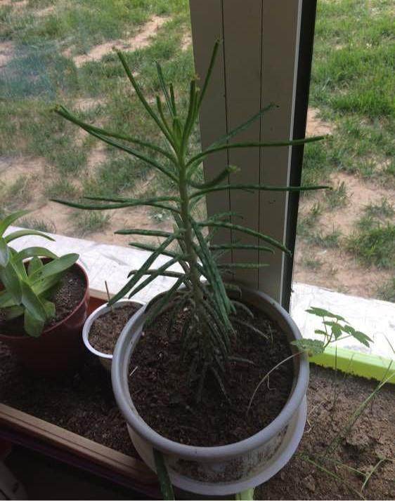 多肉徒长却更好看,多肉徒长更好看