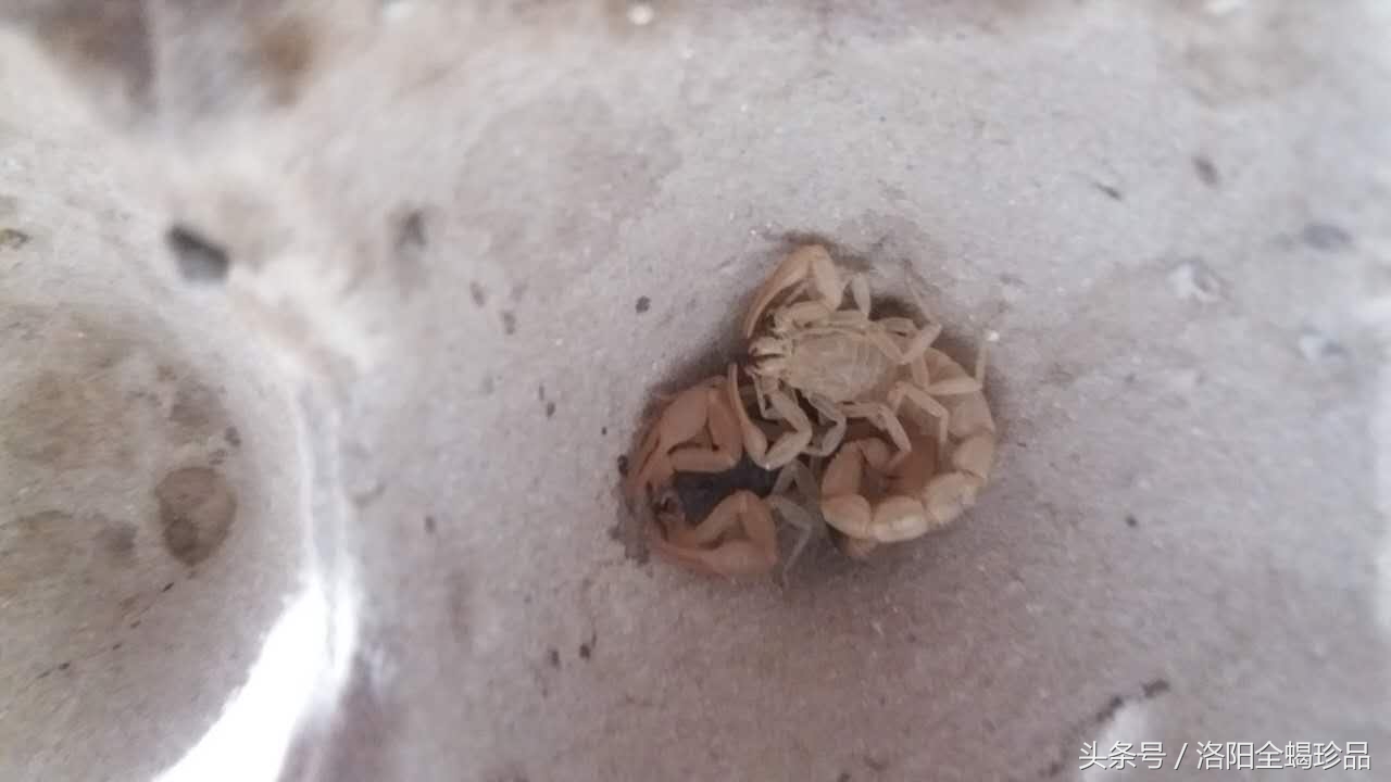 蝎子蜕皮需要什么营养,怎样避免蝎子蜕皮时受到同类蚕食