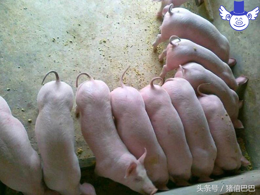 刚出生仔猪四肢无力趴着站不起来,哺乳仔猪后腿站不起来是什么病