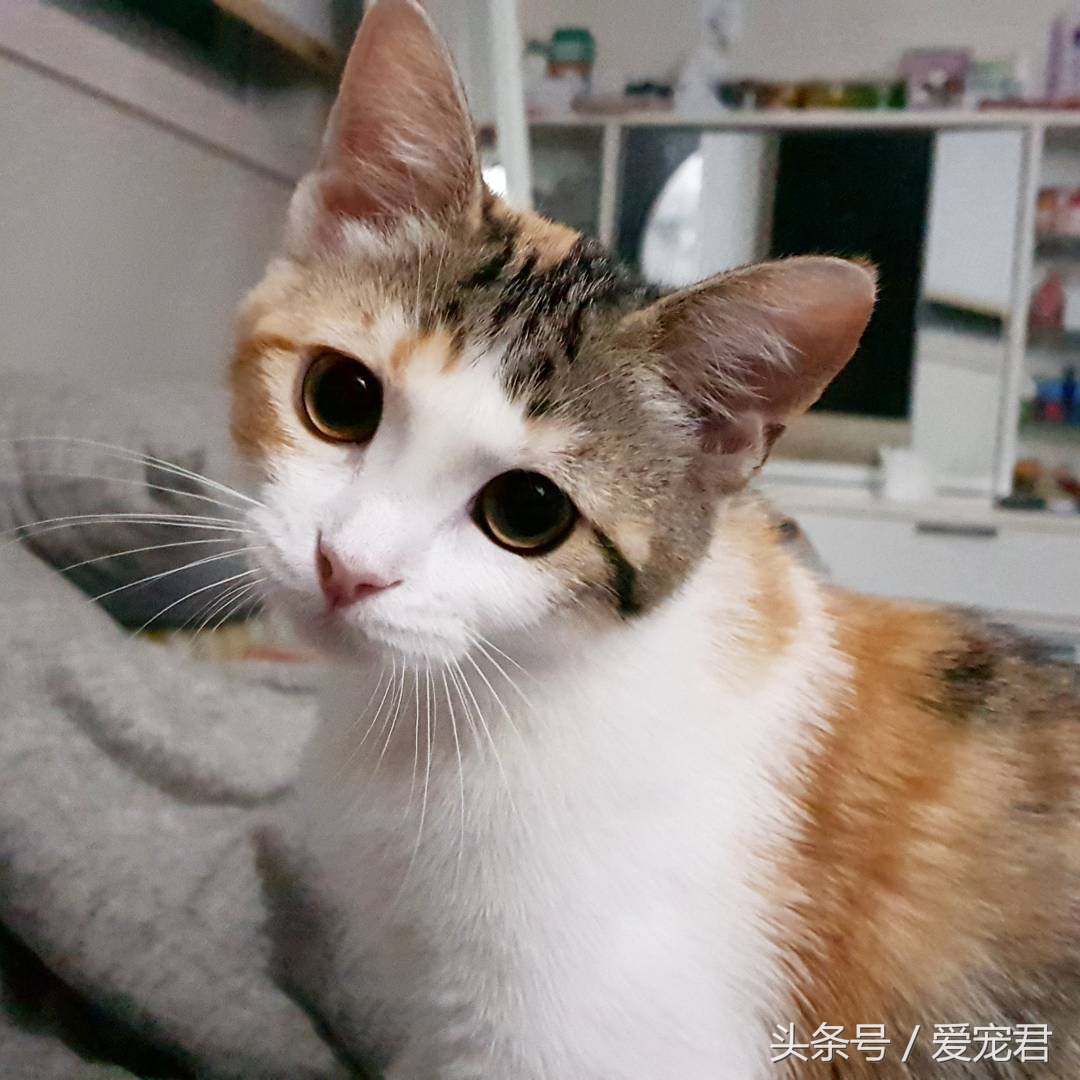 猫咪一直打喷嚏什么原因,猫咪打喷嚏什么原因