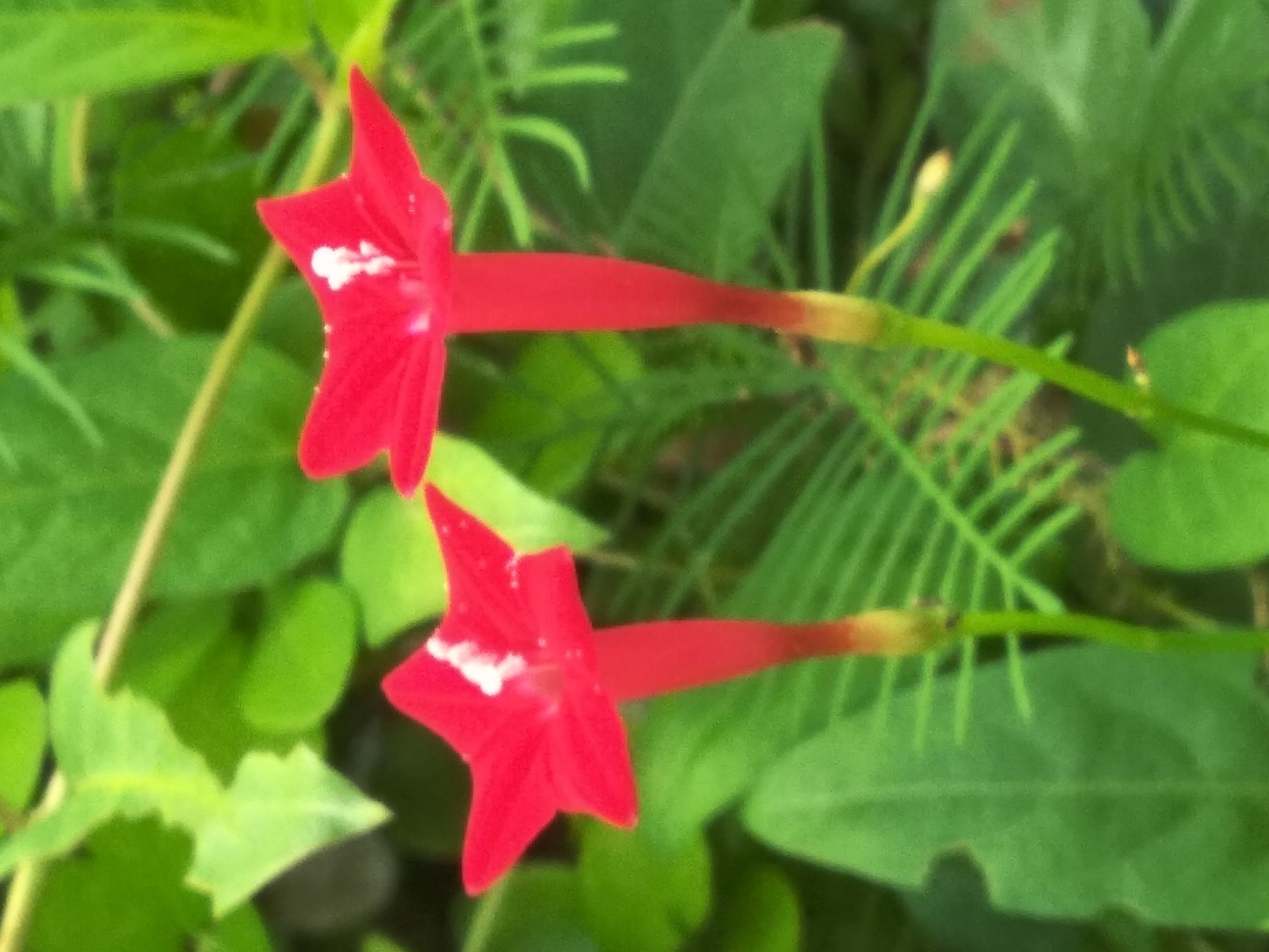 鲜艳石榴花,鲜艳的五角星图片