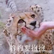 在野外遇到猎豹应该怎么办,遇到野生猎豹可以摸摸吗