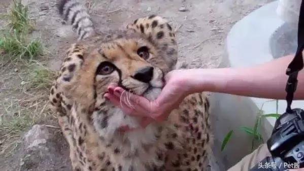 在野外遇到猎豹应该怎么办,遇到野生猎豹可以摸摸吗
