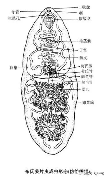 猪寄生虫最佳防治方法,猪寄生虫怎么鉴别图片