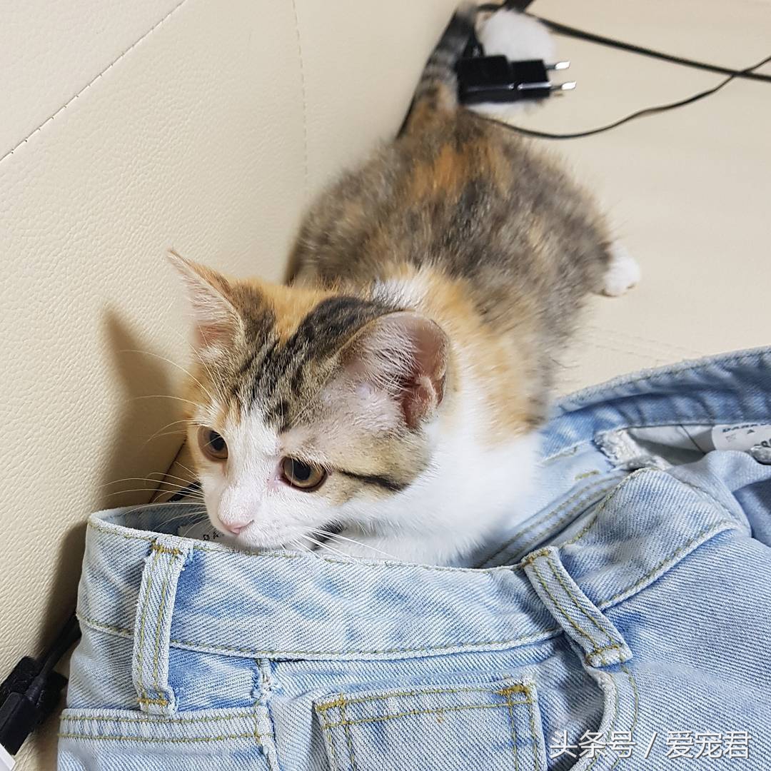 猫咪一直打喷嚏什么原因,猫咪打喷嚏什么原因