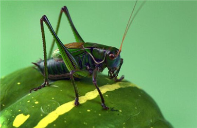 蝈蝈怎么饲养？蝈蝈喜欢吃什么？蝈蝈喂养知识大全