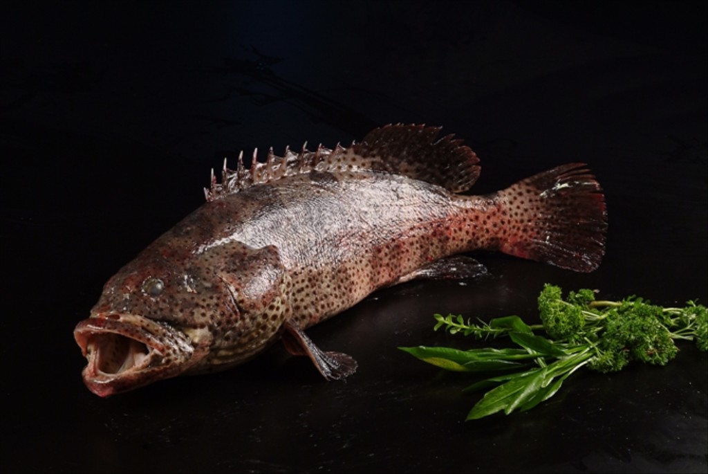 中国人常吃的鱼,常吃的海鱼种类及图片