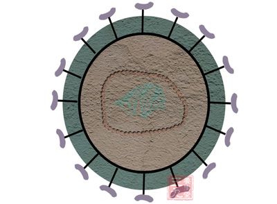 怎么预防单纯性疱疹,预防疱疹的最好方法