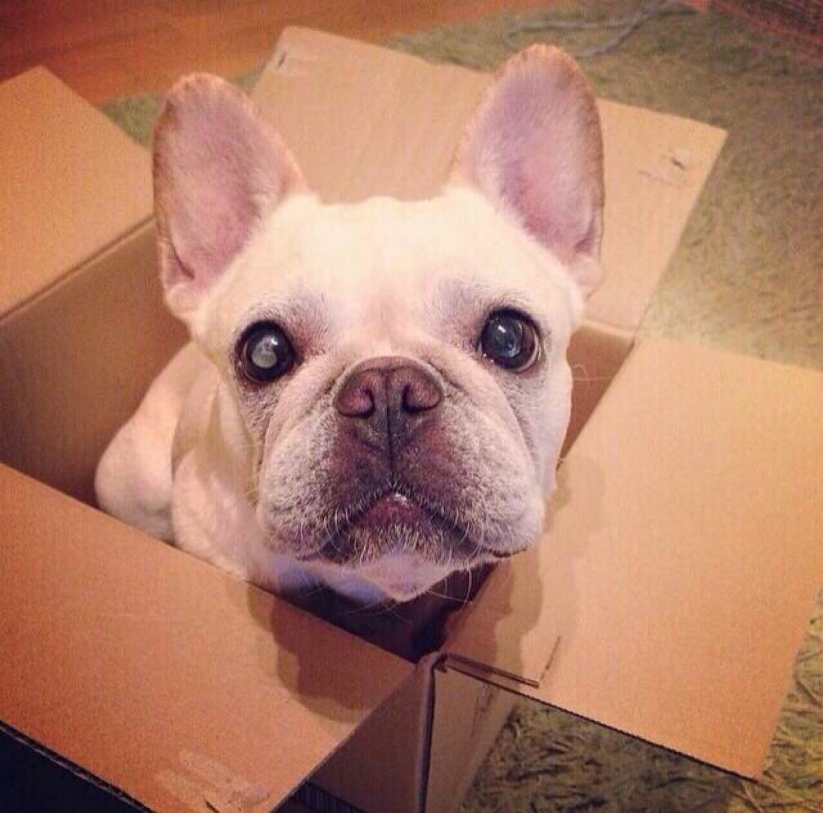 家里有狗猫怎么驱虫,饲养法国斗牛犬和英国斗牛犬