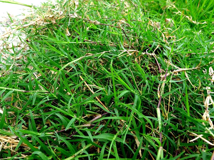 城市农村随处可得的中草药，治风湿痿痹拘挛跌打劳伤