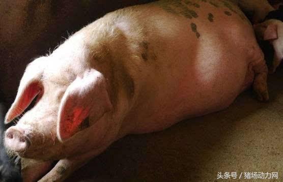 母猪怎么不受孕,母猪怎么才能不受孕