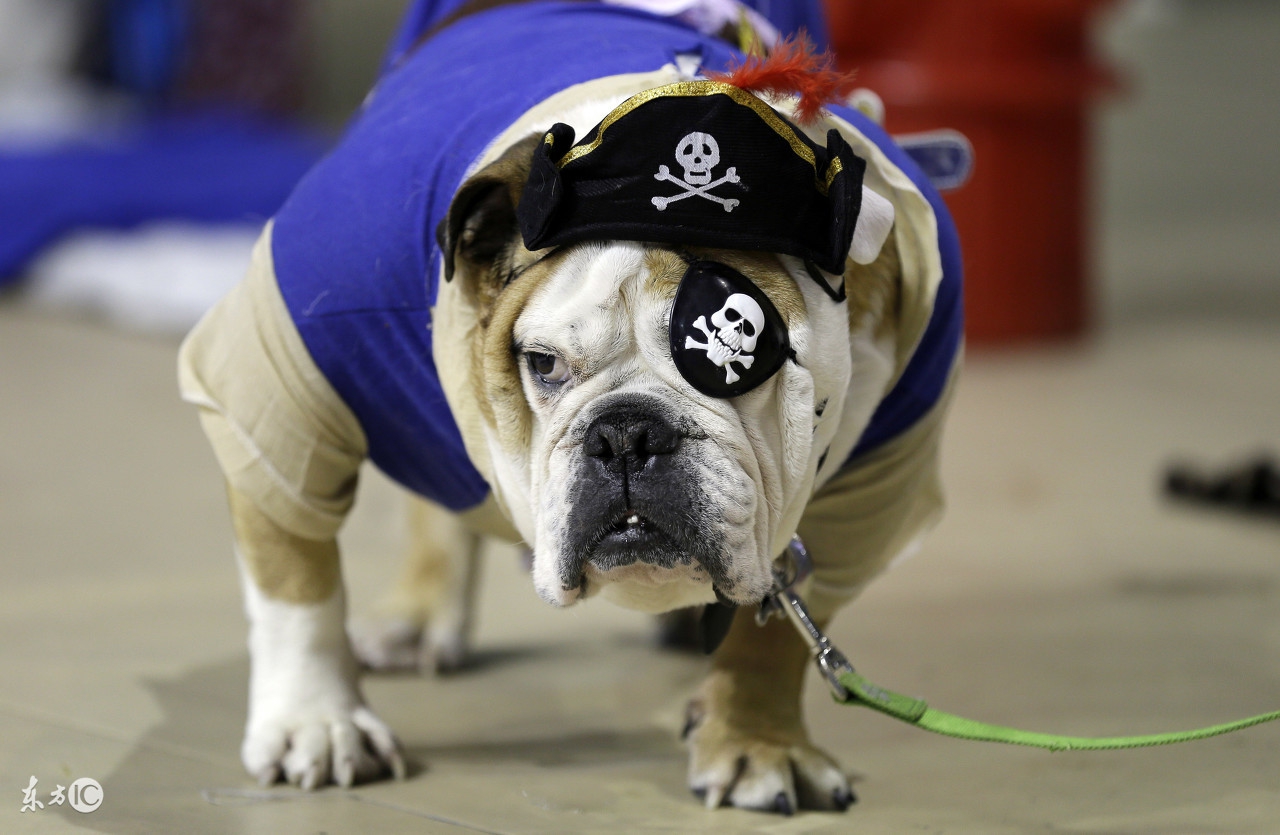 家里有狗猫怎么驱虫,饲养法国斗牛犬和英国斗牛犬