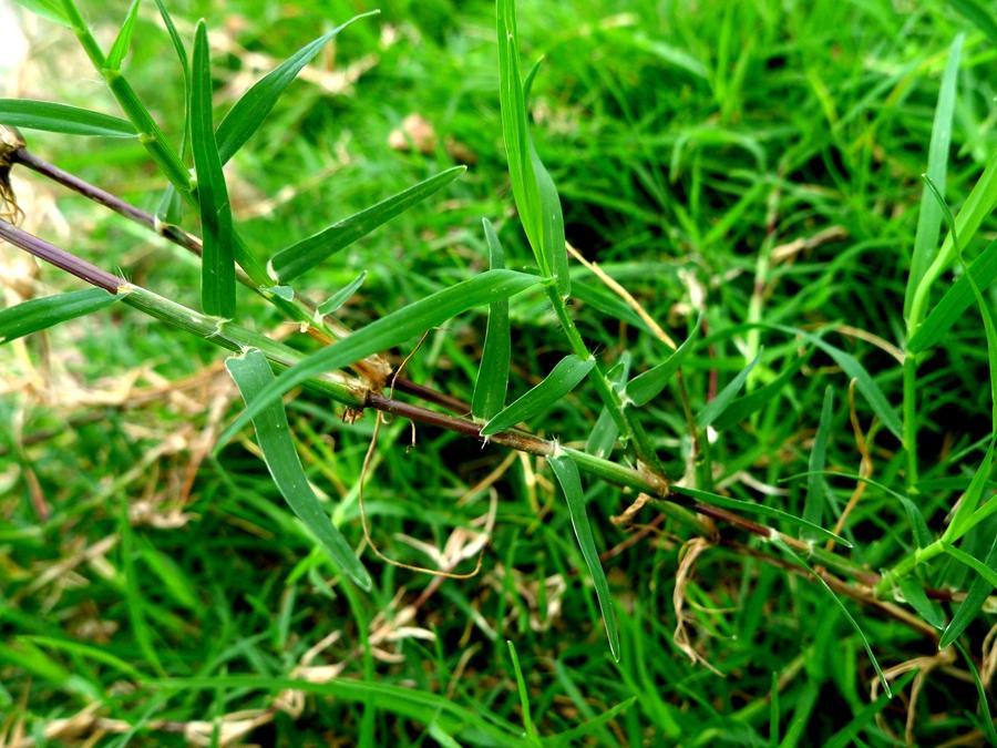城市农村随处可得的中草药，治风湿痿痹拘挛跌打劳伤