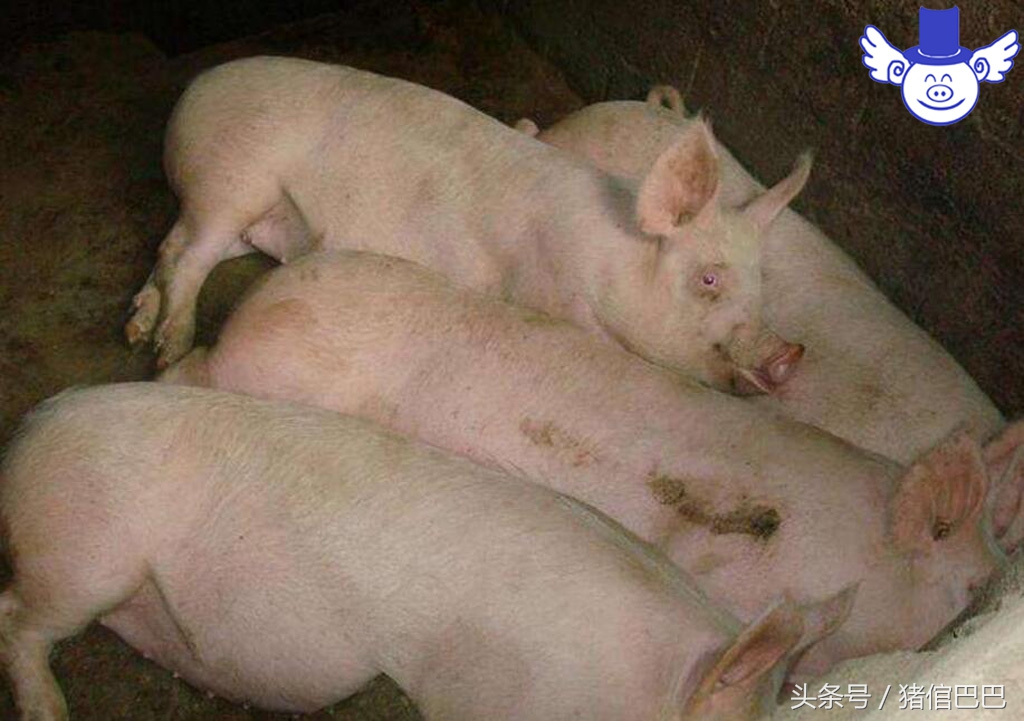 刚出生仔猪四肢无力趴着站不起来,哺乳仔猪后腿站不起来是什么病