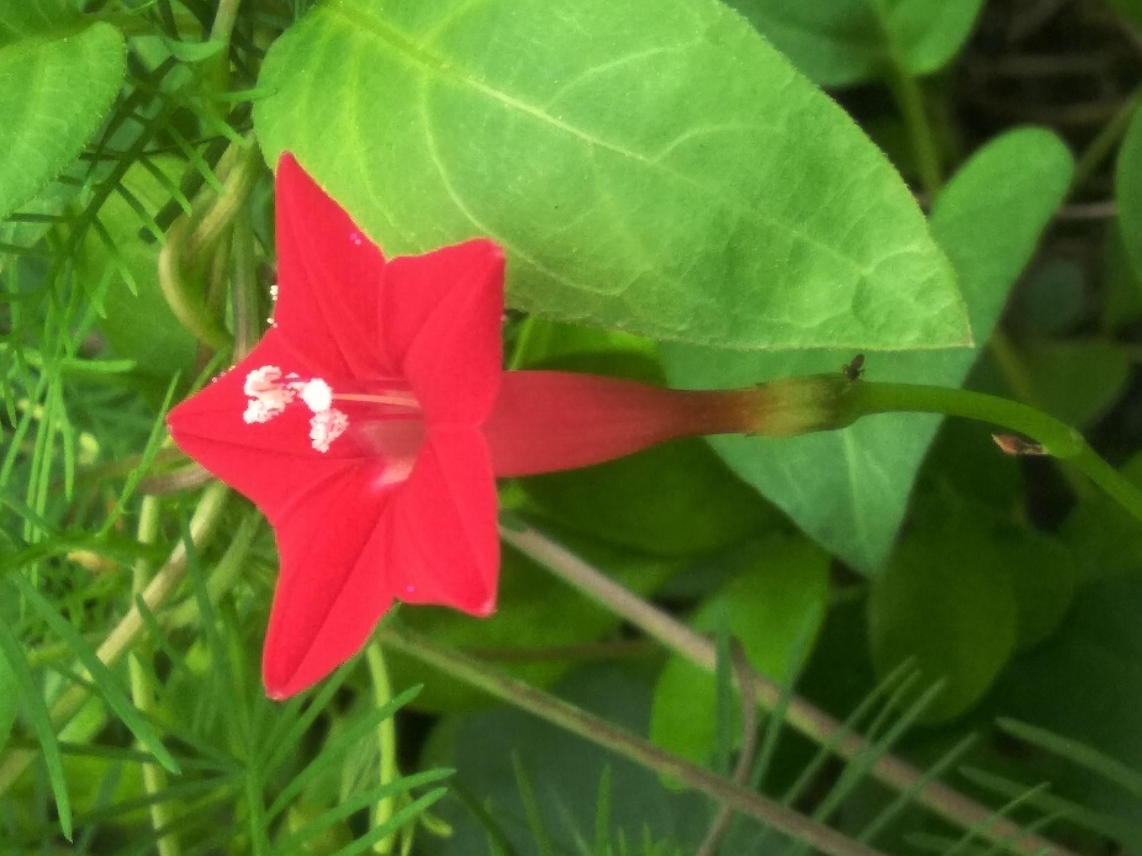 鲜艳石榴花,鲜艳的五角星图片