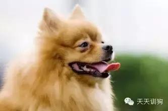 狗狗泪痕怎么去除用什么眼药水,狗狗泪痕抹玉米淀粉可以去除吗