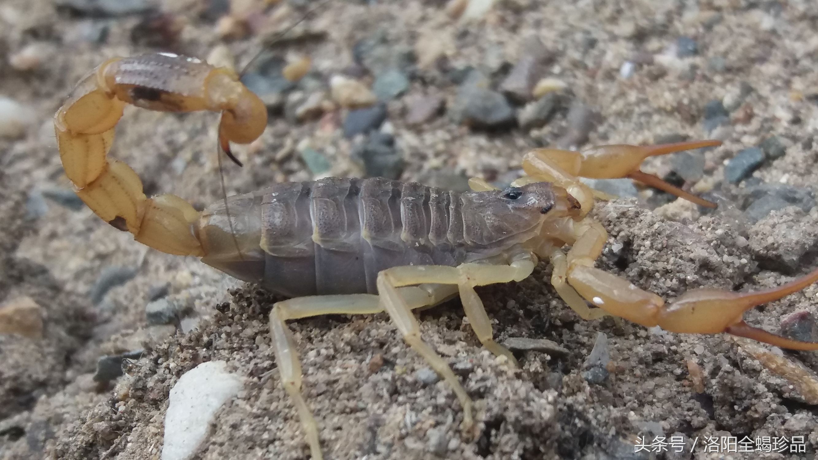 蝎子蜕皮需要什么营养,怎样避免蝎子蜕皮时受到同类蚕食
