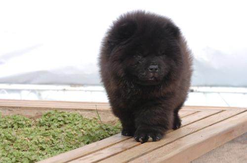 世界名犬,松狮犬可爱视频