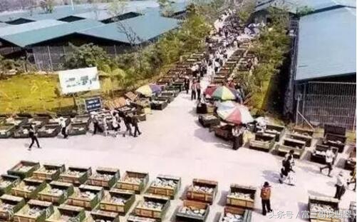 最牛赌石一夜暴富130万,赌石现场一刀赚18个亿帝王绿