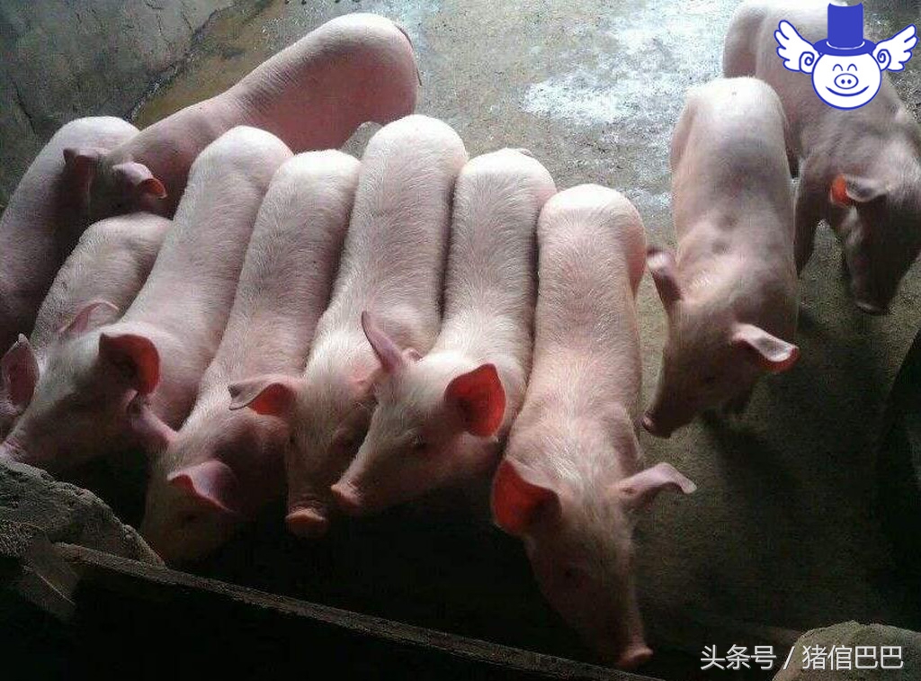 刚出生仔猪四肢无力趴着站不起来,哺乳仔猪后腿站不起来是什么病