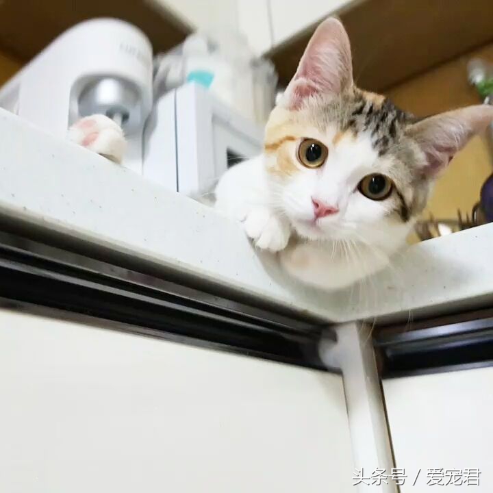 猫咪一直打喷嚏什么原因,猫咪打喷嚏什么原因