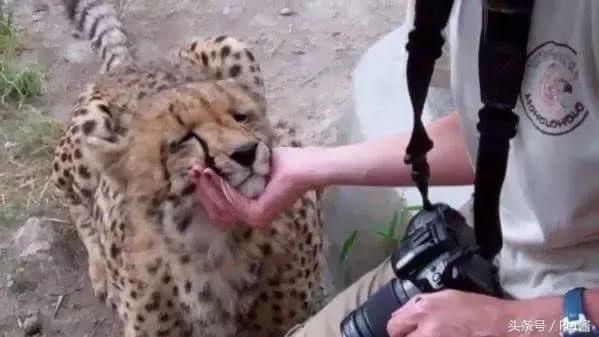 在野外遇到猎豹应该怎么办,遇到野生猎豹可以摸摸吗