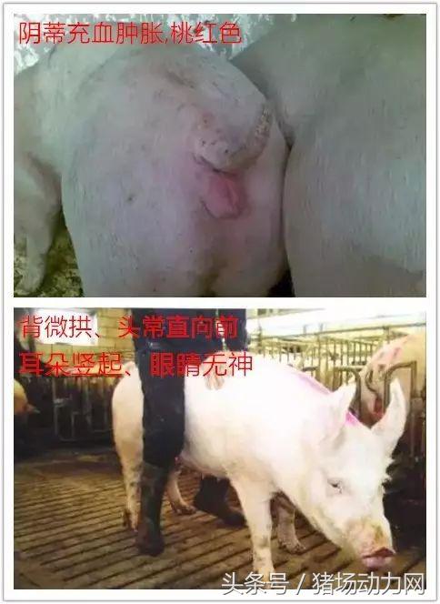 母猪怎么不受孕,母猪怎么才能不受孕