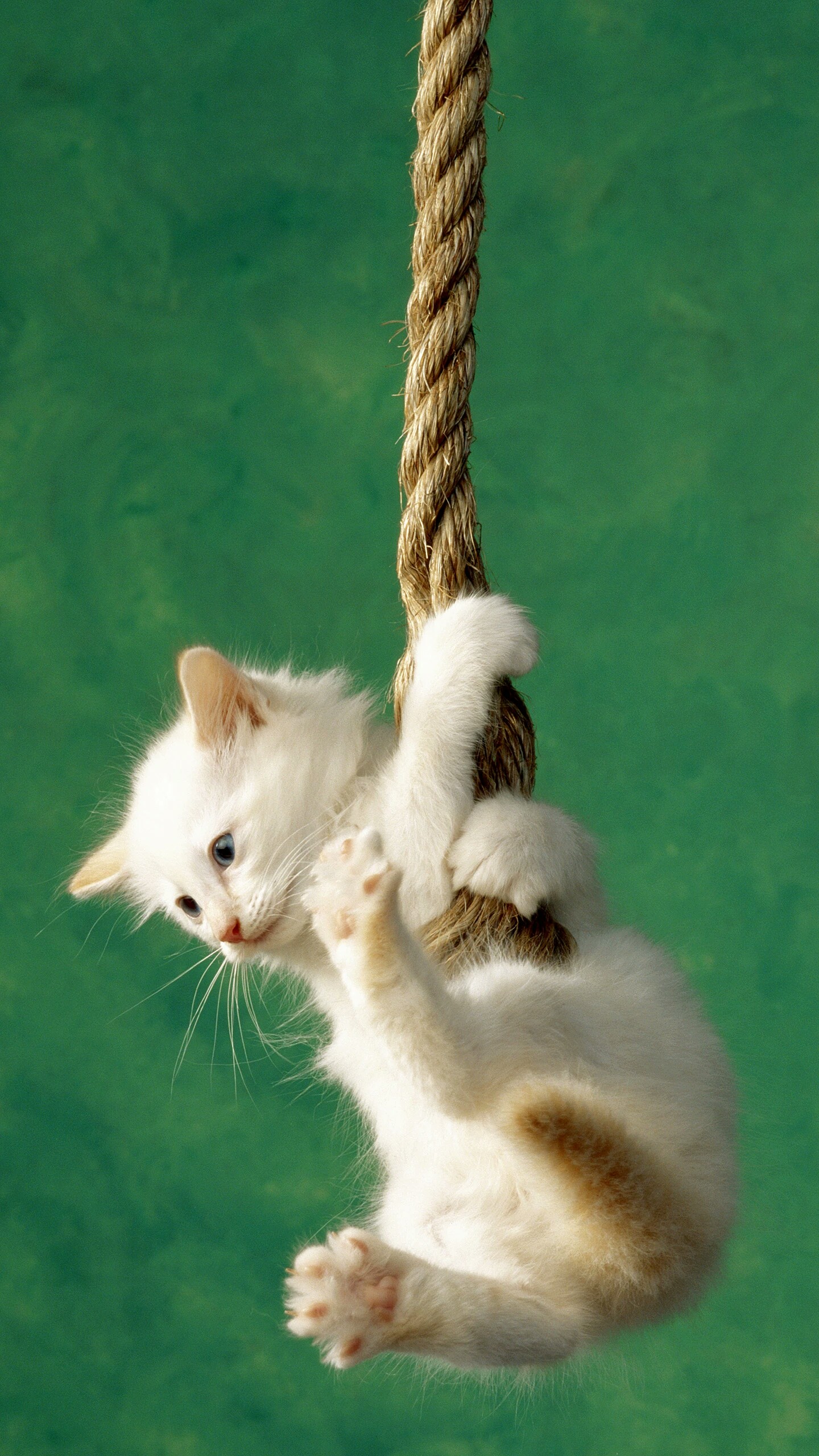 超多高清好看的壁纸,归来的奥特曼壁纸