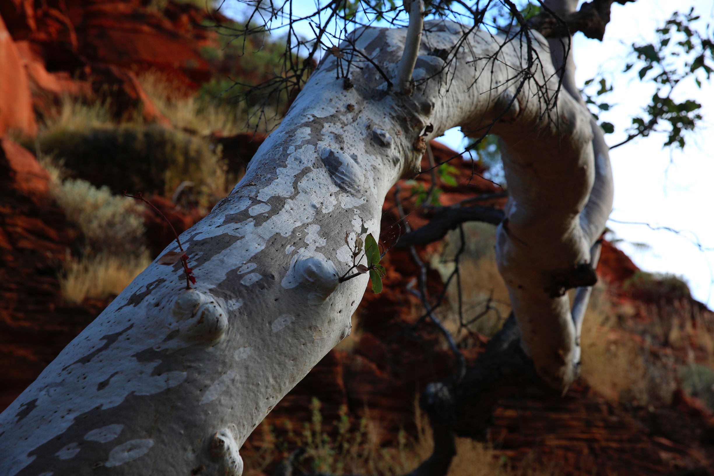 关于澳洲的一切,澳大利亚国王峡谷