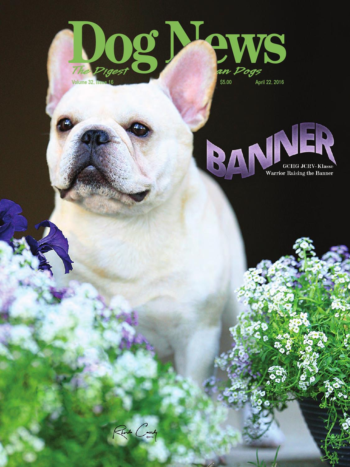 美国西敏寺犬展金毛,美国西敏寺博美犬展