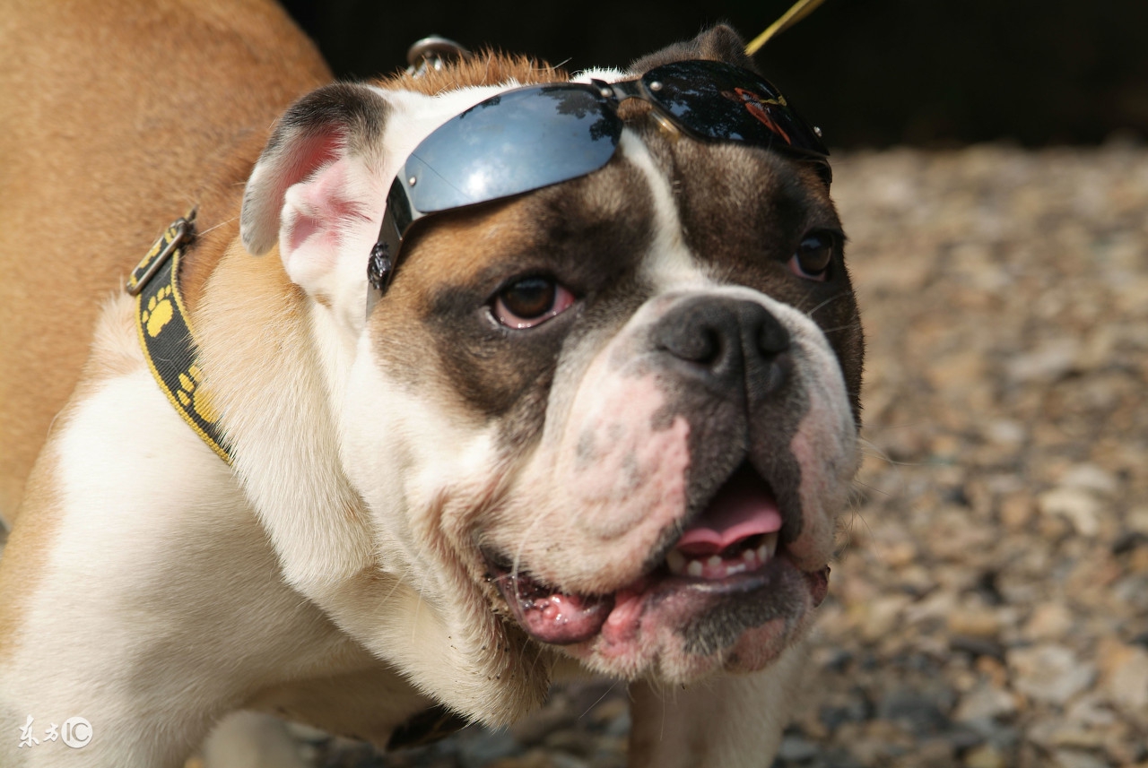 家里有狗猫怎么驱虫,饲养法国斗牛犬和英国斗牛犬