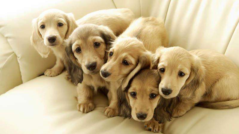 狗贩子买的狗怎么养,狗贩卖行业利润多少