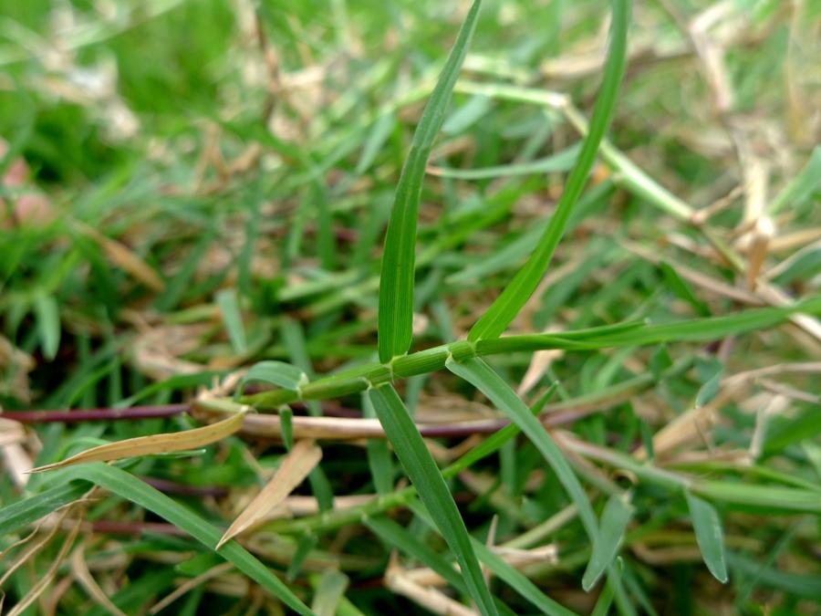 城市农村随处可得的中草药，治风湿痿痹拘挛跌打劳伤