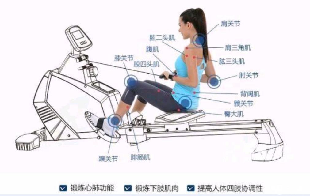 划船机能锻炼哪些部位,划船机可以瘦哪些部位