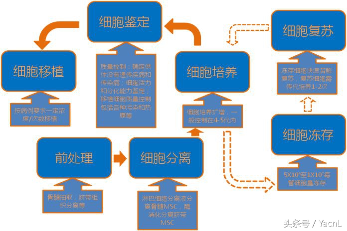 干细胞治疗牙髓炎症,干细胞医疗最新报道