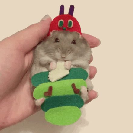 一只萌萌的吃货仓鼠，在角色扮演，还不忘记爪子里的好吃的