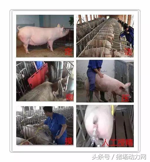 母猪怎么不受孕,母猪怎么才能不受孕