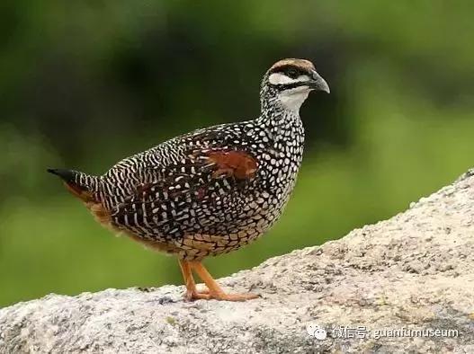 马未都说建盏釉类最为追捧,马未都建盏真品图片