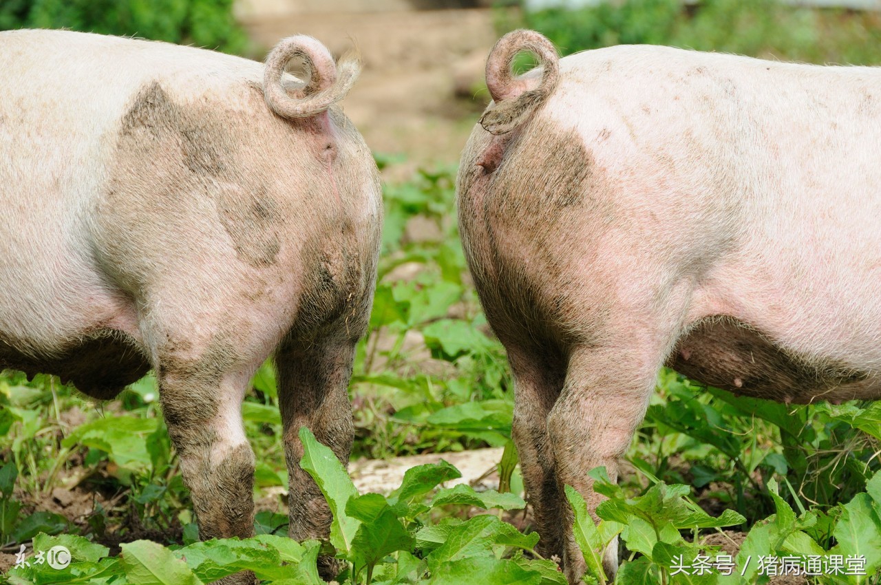 公猪精子稀释是怎么回事,公猪原精与稀释液的一般比例