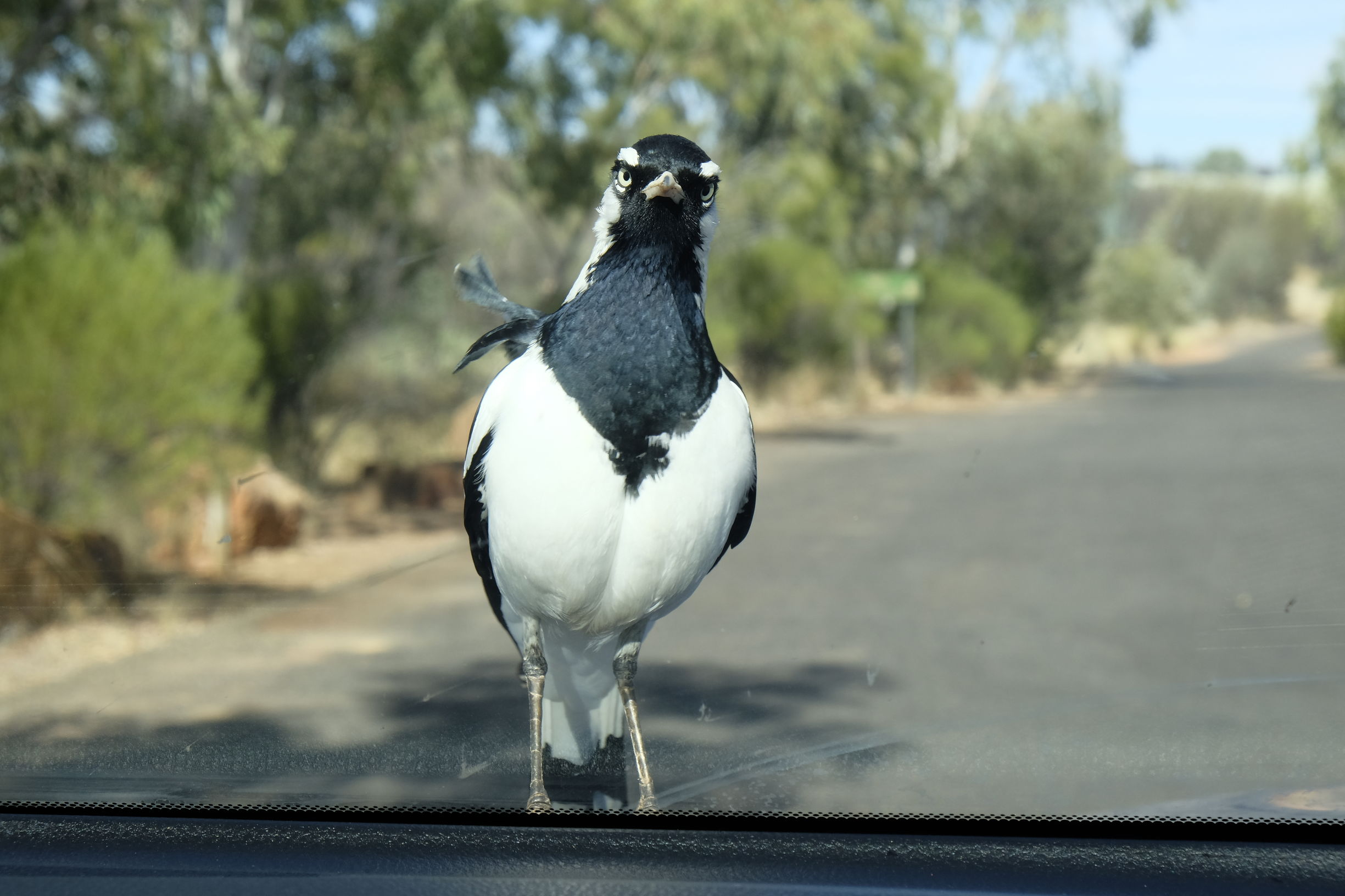 关于澳洲的一切,澳大利亚国王峡谷