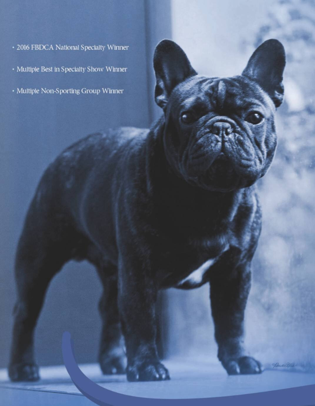 美国西敏寺犬展金毛,美国西敏寺博美犬展