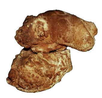 中药马宝的功效与作用,马宝功效