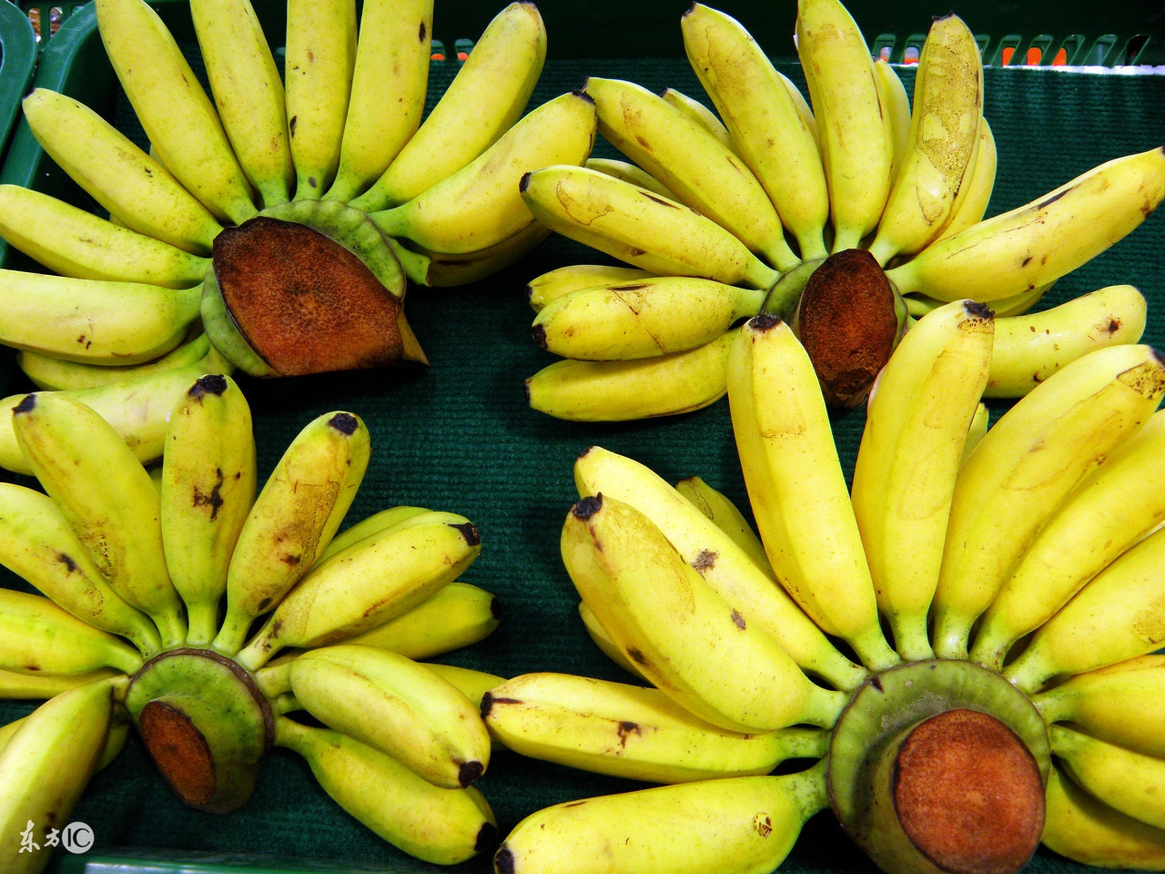 香蕉受冻了怎么补救,香蕉怎么防霜冻最好