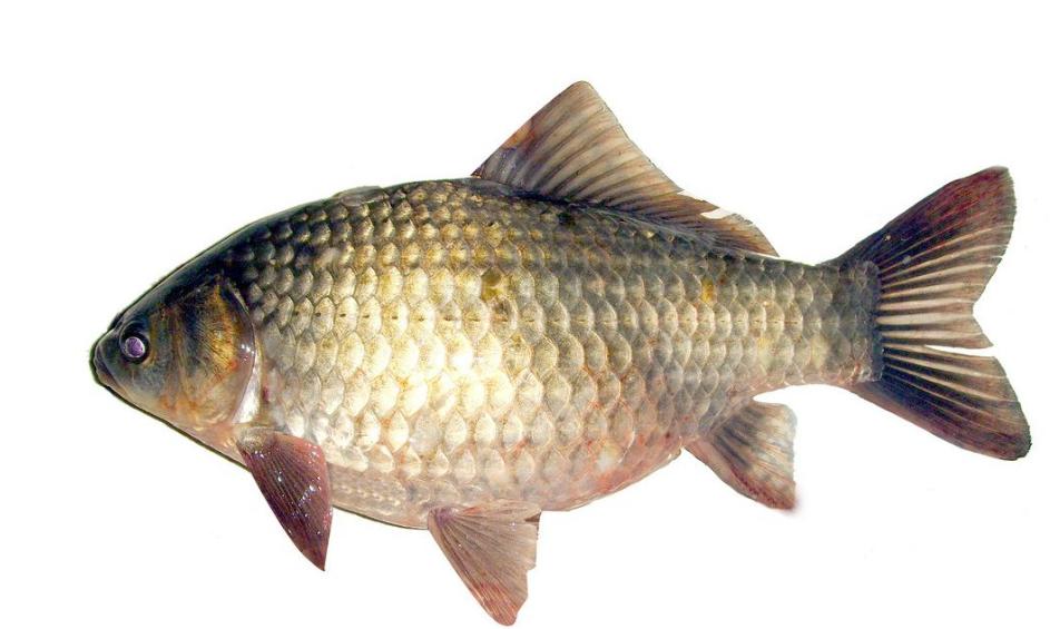 青鱼和鲢鱼的区别图片,和鳙鱼相似的鱼有哪些