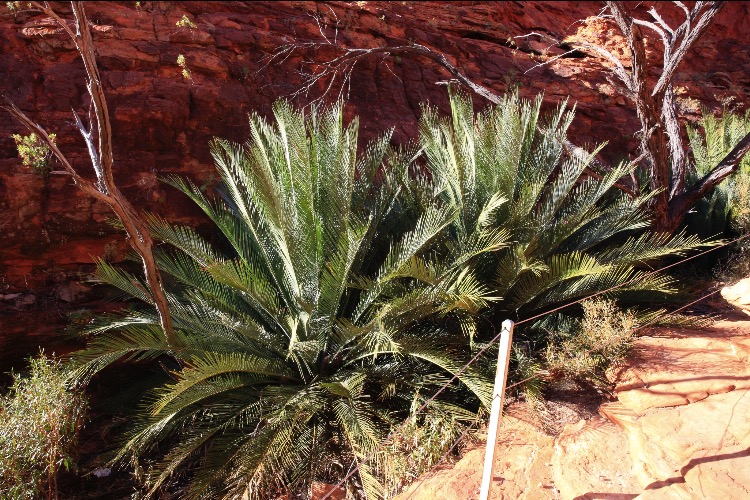 关于澳洲的一切,澳大利亚国王峡谷